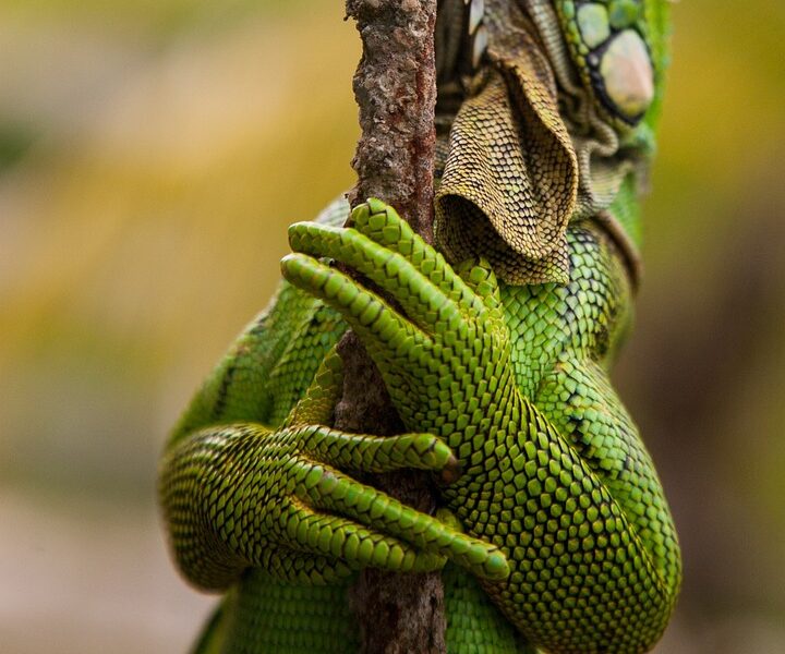 "Beauty Secrets from Around the World: Tried and Tested Tips"